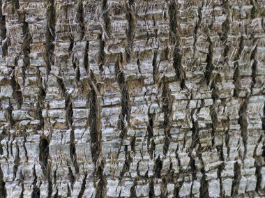Ağaç kabuğu doku fotoğraf