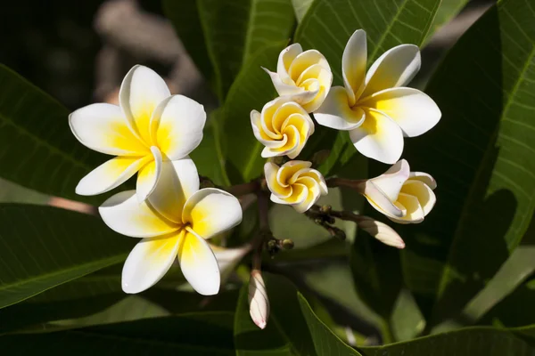 Fotografie květů Plumeria — Stock fotografie