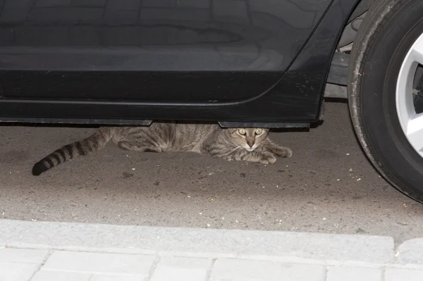 Cat under the car photo. Pet animal concept.