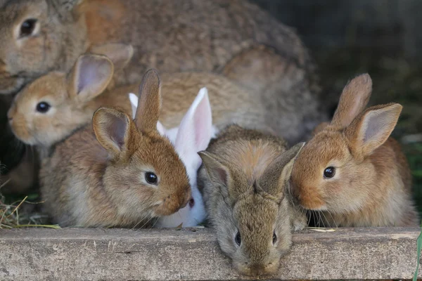 Кролики сім'ї — стокове фото