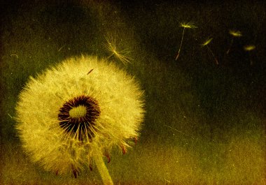 Grunge soyut karahindiba