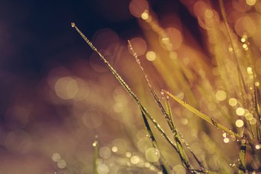 çiğ - vintage tarzı