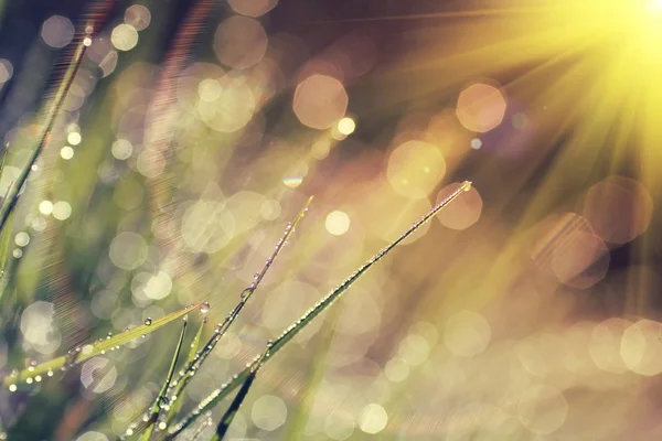 美しい抽象的な朝露 — ストック写真