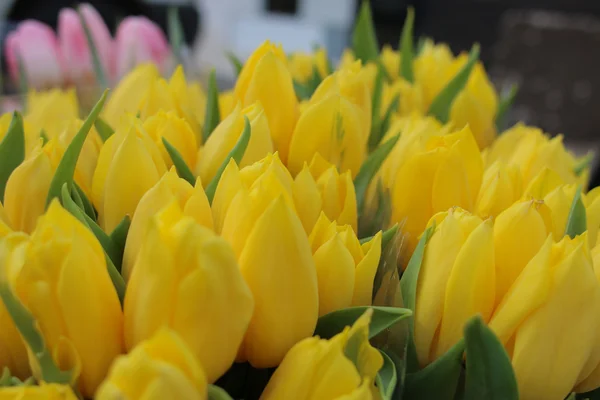 Stor buket gule tulipaner - Stock-foto