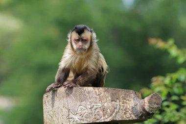 capuchin maymunu
