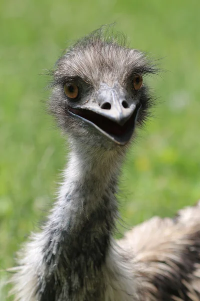 Ostrich head Royalty Free Stock Photos
