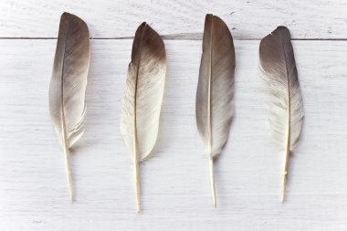 Tüyleri beyaz ahşap zemin üzerinde