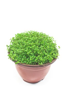 evde bitki tencerede beyaz izole 