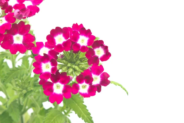 Verbena, verbenas or vervains on white — стоковое фото