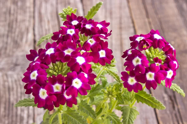 Verbena, verbenas ou verbenas sobre fundo de madeira — Fotografia de Stock