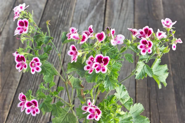 Viola fiore di geranio su sfondo di legno — Foto Stock