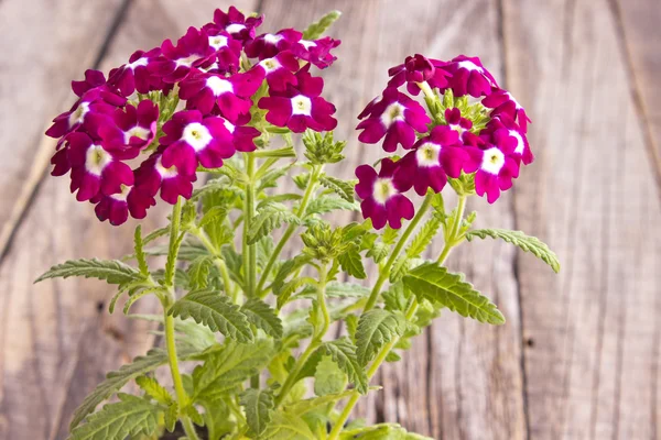 Verbena, verbenas o verbene su fondo di legno — Foto Stock