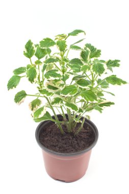 Coleus plant in pot clipart