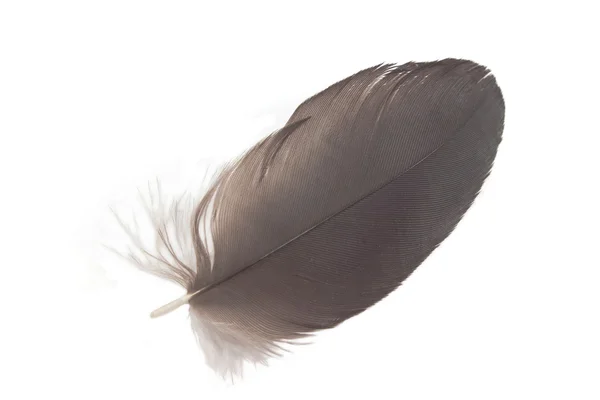 Black feather isolated on white — Stock Photo, Image