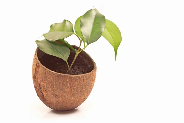 Ficus benjamin in coconut pot isolated on white — Stock Photo, Image