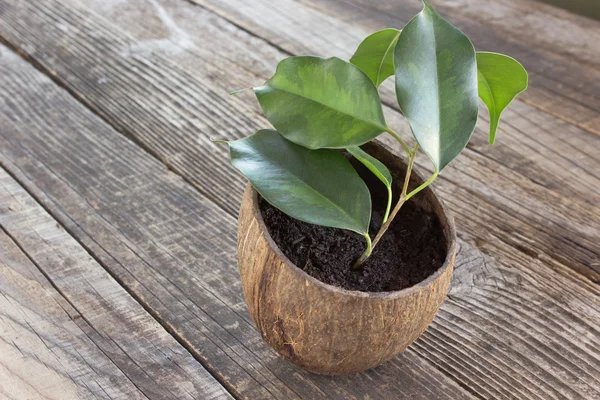 Ficus benjamina w garnku kokosowe na podłoże drewniane — Zdjęcie stockowe