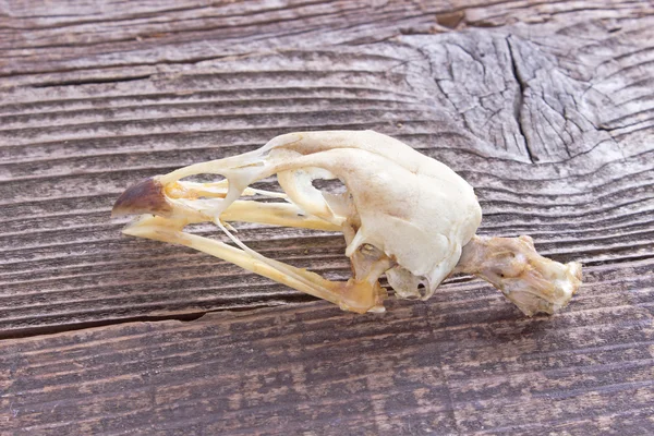 Crânio de pássaro no fundo de madeira — Fotografia de Stock
