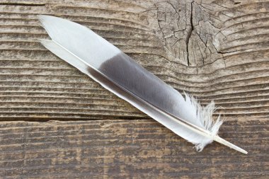 Ahşap arkaplanda tüy