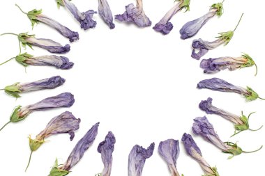 Solana hibiscus çiçek yaprakları beyaz yuvarlak çerçeve