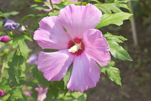 Hibiscus blomma närbild — Stockfoto