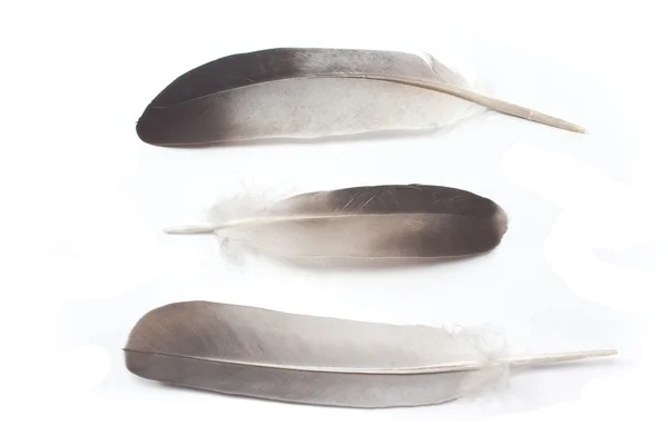 Three feathers isolated on white — Stock Photo, Image