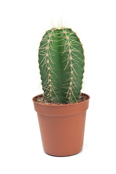 Cactussen cactus plant in pot geïsoleerd op wit — Stockfoto