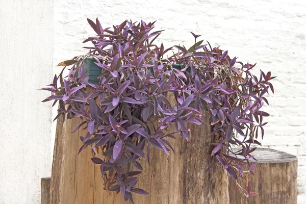 Setcreasea purpurea květina rostlina na protokolu přes bílou zeď — Stock fotografie