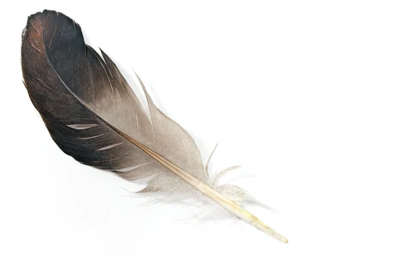 灰色的羽毛上白色孤立 — 图库照片