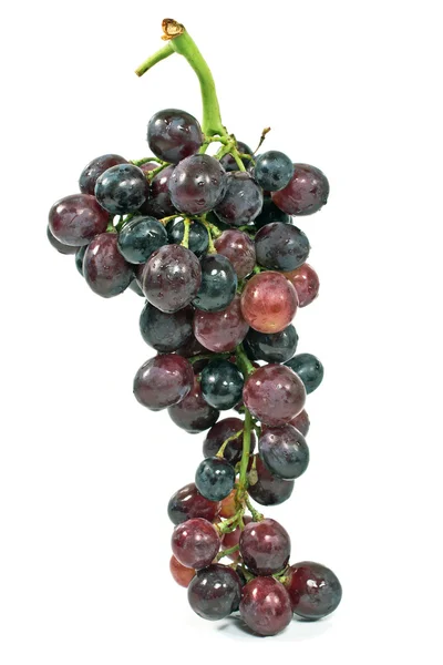 Niebieski winogron na białym tle — Zdjęcie stockowe