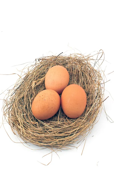 Eier im Nest isoliert auf weiß — Stockfoto