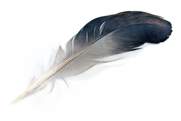 白で隔離される灰色の羽 — ストック写真
