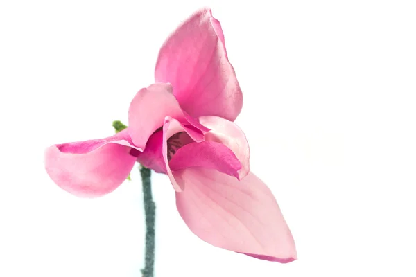 Magnolienblüte isoliert auf weiß — Stockfoto