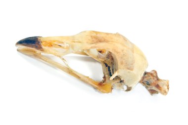 kuş kafatası üzerinde beyaz izole