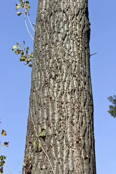 Gran tronco de árbol sobre cielo azul — Foto de Stock