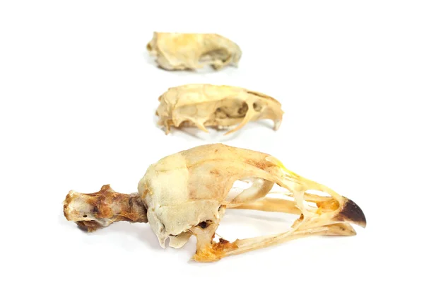 Various bird skulls isolated on white — Stock Photo, Image