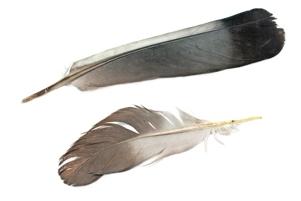 Two feathers isolated on white — Stock Photo, Image