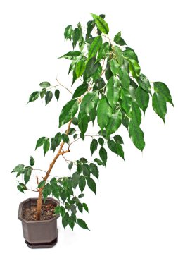 Ficus Benjamin tencerede beyaz izole