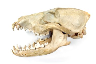 Köpek kafatası ve üzerinde beyaz izole çene