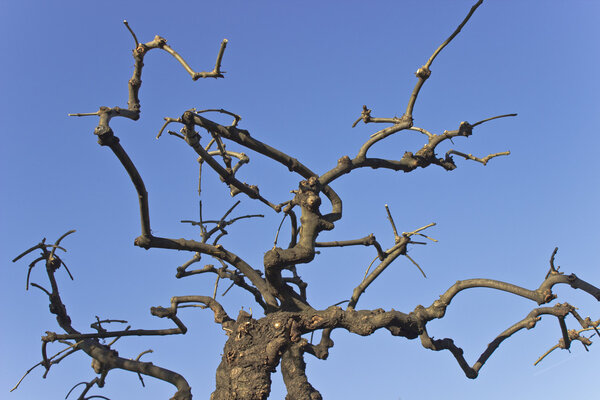 Dry tree branches over blue sky