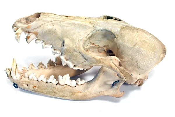 Cráneo de perro aislado en blanco — Foto de Stock