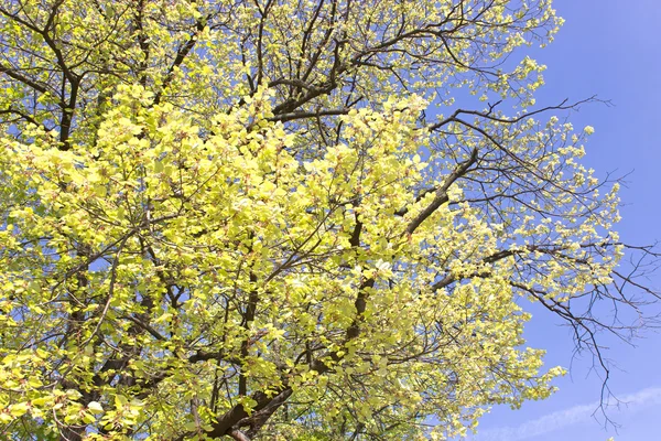 Дерево з жовтим листям над блакитним небом — стокове фото