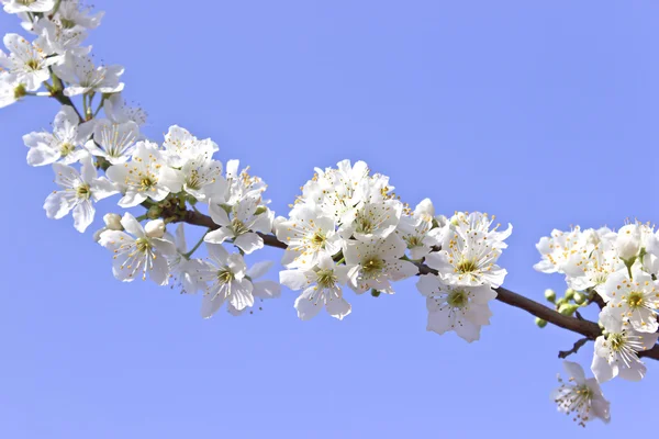 Blooming branch of tree over blue sky — Stock Photo, Image