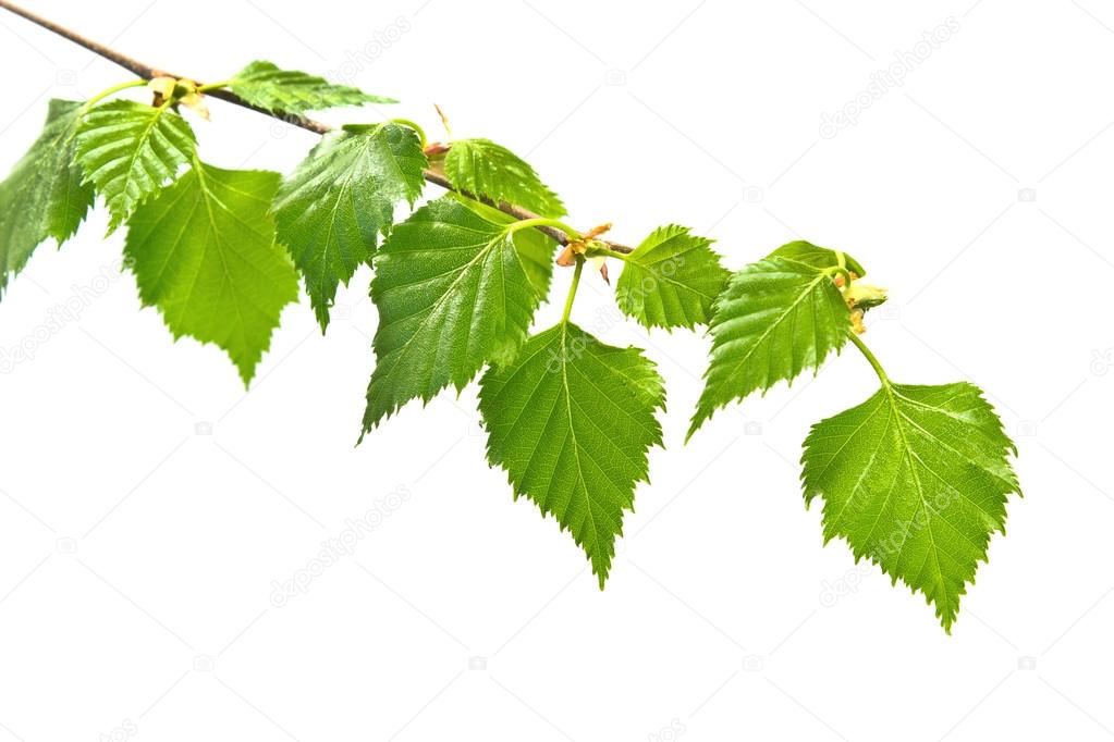 Birch branch with leafs on white background