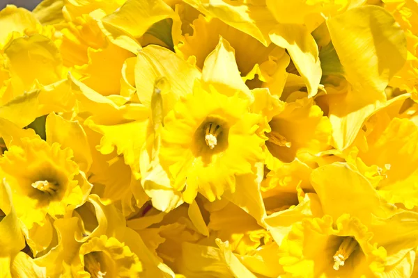 Narcisos amarillos como fondo — Foto de Stock