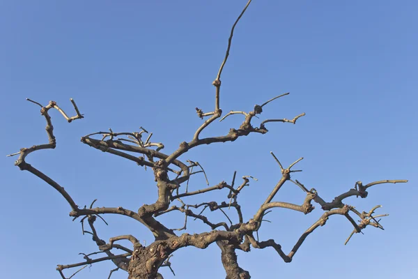 Suché větve stromů nad modrá obloha — Stock fotografie