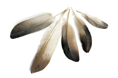 tüyleri beyaz izole