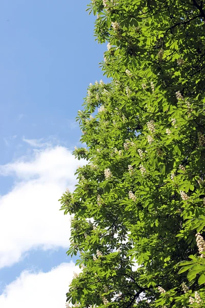 Kastanjeboom bloei over blauwe hemel — Stockfoto