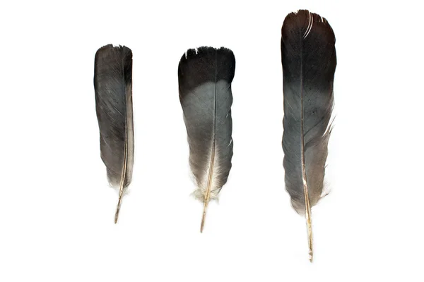 Feathers isolated on white — Stock Photo, Image