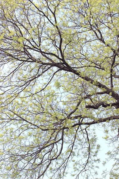 Branche d'arbre avec feuille sur fond bleu ciel — Photo