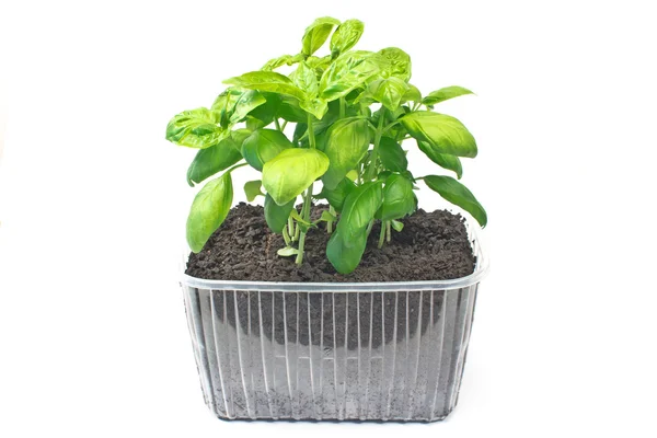 Basil herb in plastic pot isolated o white — Stock Photo, Image